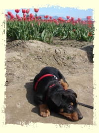 Lying in the Tulip Patch!